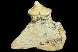Cave Bear (Ursus) Fossil Jaw Section with Tooth - L'Herm, France #154867-1